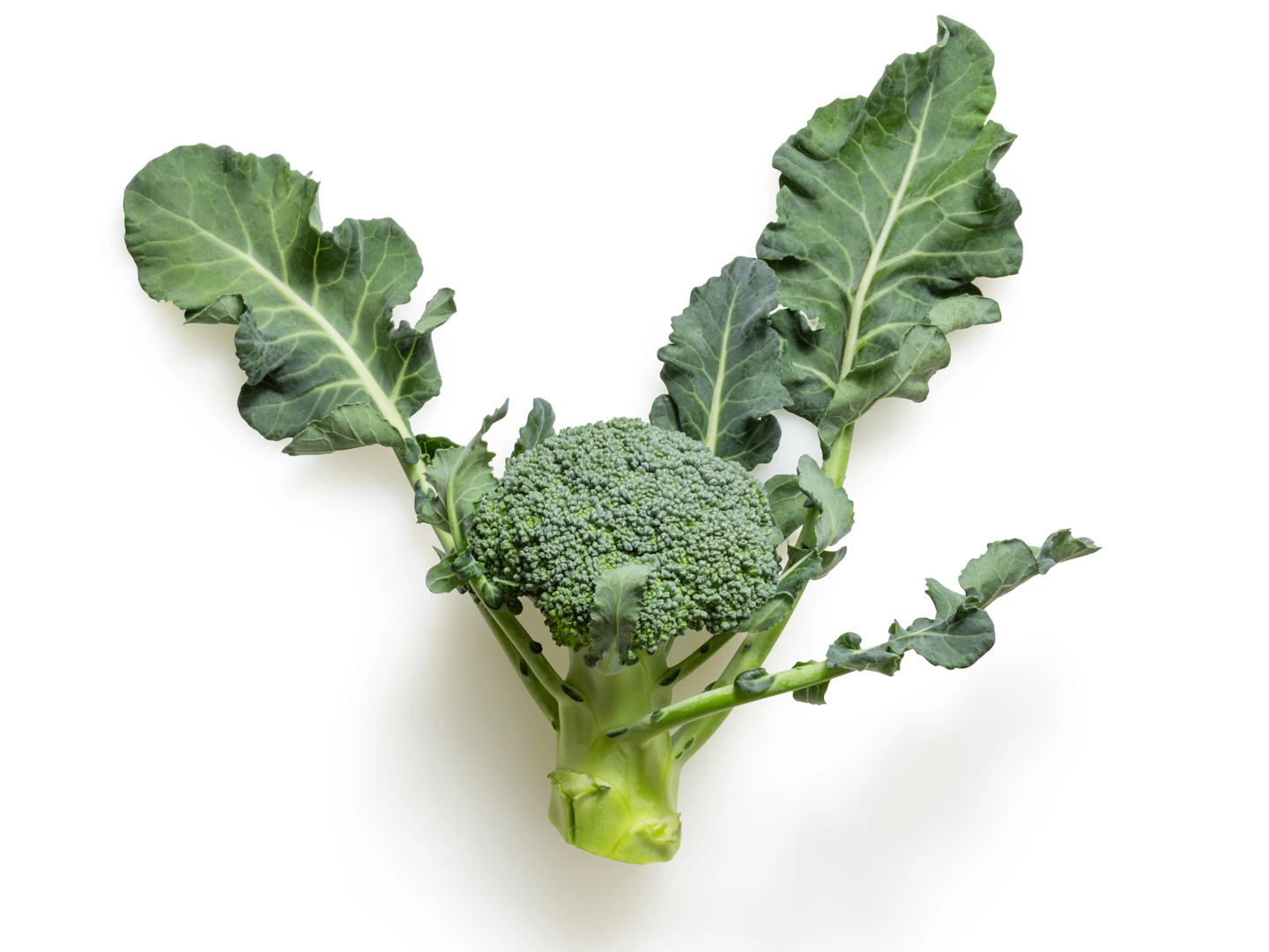 Fresh broccoli with its leaves on a white surface